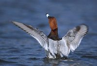 Common Pochard (Aythya ferina) photo