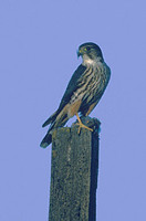 Merlin (Falco columbarius) photo