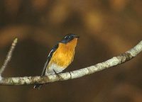 Mugimaki Flycatcher (Ficedula mugimaki) photo