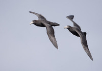 Southern (Antarctic) Giant Petrel (Macronectes giganteus) photo