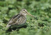 South American (Magellan) Snipe (Gallinago paraguaiae) photo