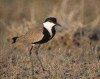 Spur-winged Plover (Vanellus spinosus) photo