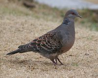 Oriental Turtle-Dove - Streptopelia orientalis