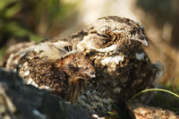 Gray Nightjar - Caprimulgus indicus