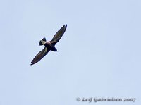 Purple Needletail - Hirundapus celebensis