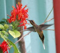 Western Long-tailed Hermit - Phaethornis longirostris