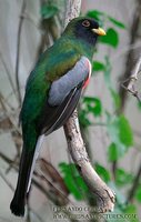 Elegant Trogon - Trogon elegans