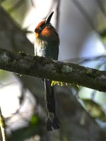 Rufous Motmot - Baryphthengus martii