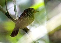 White-chested Puffbird - Malacoptila fusca