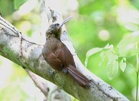 Cocoa Woodcreeper - Xiphorhynchus susurrans