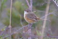 Rufous-sided Pygmy-Tyrant - Euscarthmus rufomarginatus