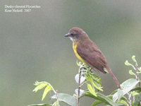 Dusky-chested Flycatcher - Myiozetetes luteiventris