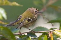 Goldcrest - Regulus regulus