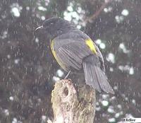 Black-and-yellow Silky-flycatcher - Phainoptila melanoxantha