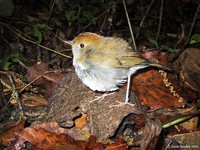 Ruddy-capped Nightingale-Thrush - Catharus frantzii