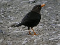 Island Thrush - Turdus poliocephalus