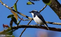 Ultramarine Flycatcher - Ficedula superciliaris