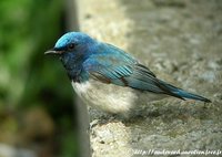 Blue-and-white Flycatcher - Cyanoptila cyanomelana