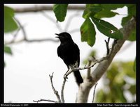 Pied Bushchat - Saxicola caprata