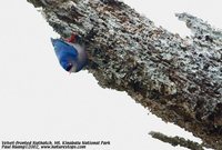 Velvet-fronted Nuthatch - Sitta frontalis