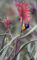 Variable Sunbird - Cinnyris venustus