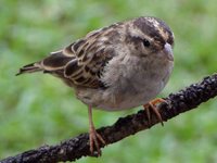 Variable Indigobird - Vidua funerea