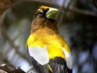 Evening Grosbeak - Coccothraustes vespertinus