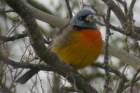 Blue-and-yellow Tanager - Thraupis bonariensis