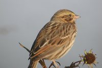 Savannah Sparrow - Passerculus sandwichensis