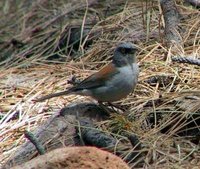 Yellow-eyed Junco - Junco phaeonotus