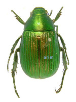 Bifurcanomala aulax - 홈줄풍뎅이