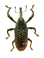 Mecysolobus erro - 옻나무통바구미