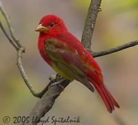 Summer Tanager (1st spring male)