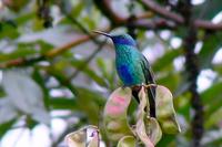 Colibri Grande - Sparkling Violetear - Colobri coruscans