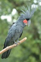 Palm Cocaktoo