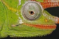 Usambara 3 Horn Chameleon , Chameleo deremensis Africa stock photo