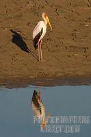 Yellow billed stork and reflection stock photo