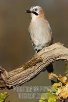 Eurasian Jay ( Garrulus glandarius stock photo