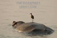 African Jacana standing on hippos back stock photo