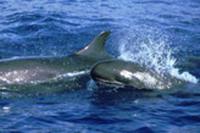 false killer whale. (c) robin baird.