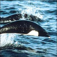 Northern right-whale dolphin