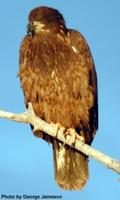 Bald               eagle, Haliaeetus leucocephalus