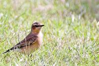 Wheatear at Nedge Hill 19th November 2005 (Paul King)