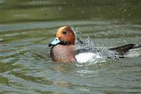 Eurasian Wigeon at Apley Pool 19th November 2005 (Paul King)