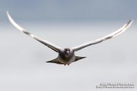 Rock Dove 原鴿   O9W0033.jpg