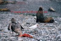 ...FT0151-00: Dark morph Southern Giant Petrel with remains of meal watched by a sheathbill & fur s