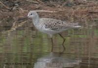 Marsh Sandpiper Tringa stagnatillis 쇠청다리도요