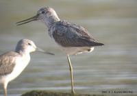 Common Greenshank Tringa nebularia 청다리도요