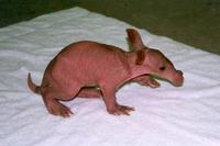 2 Day Old Baby Aardvark