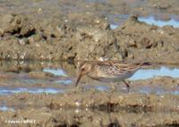 Bécasseaux         tachetés (Calidris melanotos)